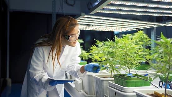 Hydroponischer GACP-zertifizierter Indoor-Anbau